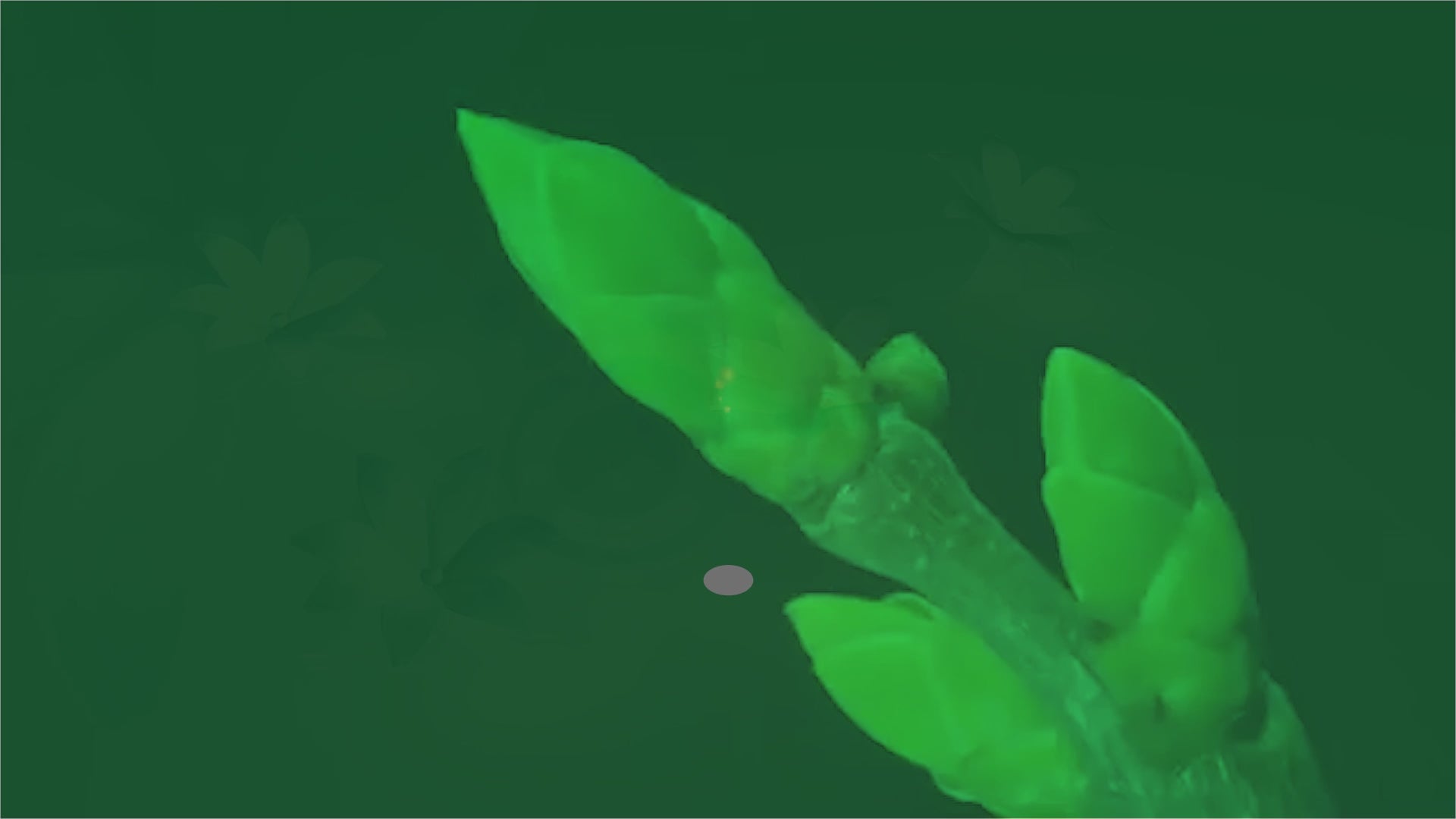 Charger la vidéo : 